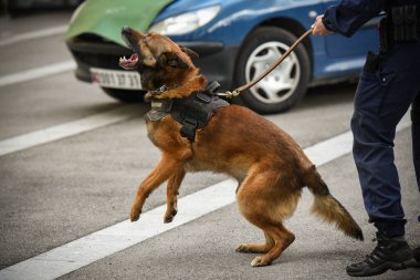 Polis köpeği köpek eğitmeniyle alıştırma yapıyor.