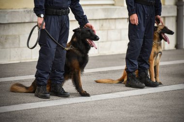 Polis köpeği köpek eğitmeniyle alıştırma yapıyor.