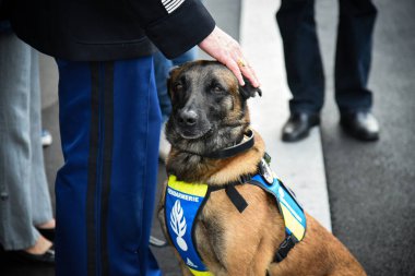 Polis köpeği köpek eğitmeniyle alıştırma yapıyor.