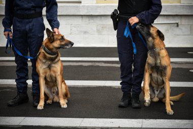 Polis köpeği köpek eğitmeniyle alıştırma yapıyor.