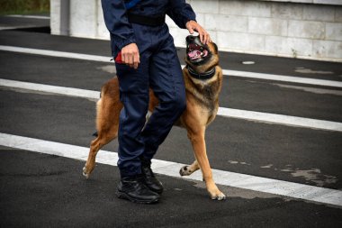 Polis köpeği köpek eğitmeniyle alıştırma yapıyor.