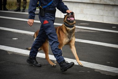 Polis köpeği köpek eğitmeniyle alıştırma yapıyor.