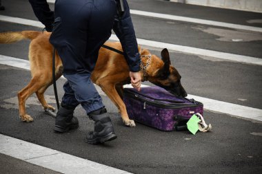 Polis köpeği köpek eğitmeniyle alıştırma yapıyor.