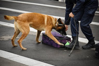 Polis köpeği köpek eğitmeniyle alıştırma yapıyor.