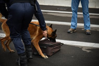 Polis köpeği köpek eğitmeniyle alıştırma yapıyor.