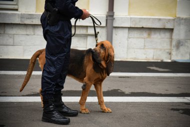 Polis köpeği köpek eğitmeniyle alıştırma yapıyor.