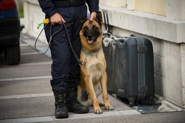 犬のトレーナーと訓練のデモンストレーションをする警察犬 — ストック写真