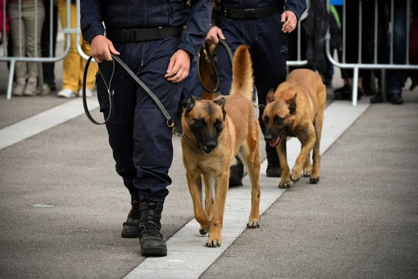 Polis köpeği köpek eğitmeniyle alıştırma yapıyor.