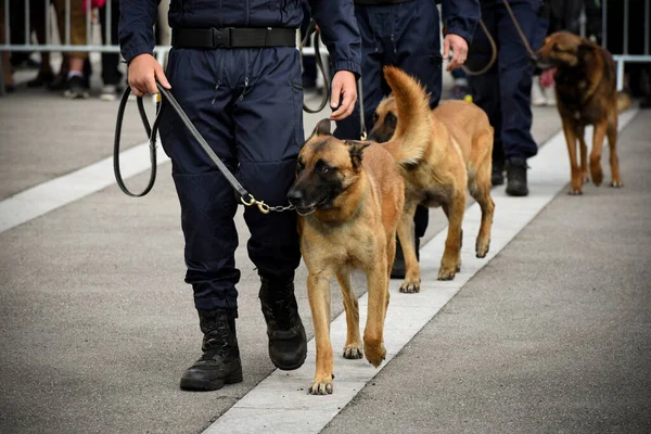 Policial Cão Demonstração Treinamento Com Seu Cão Treinador — Fotografia de Stock