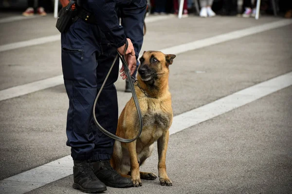 Policía Perro Demostración Entrenamiento Con Perro Entrenador —  Fotos de Stock