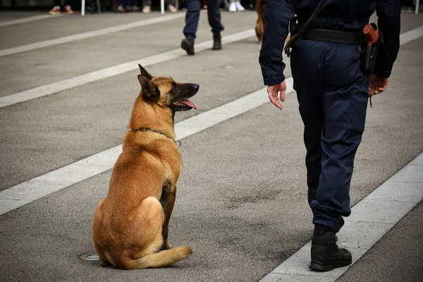 Pies Policjant Demonstracji Szkolenia Swoim Trenerem Psów — Zdjęcie stockowe