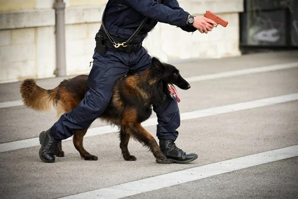 Pies Policjant Demonstracji Szkolenia Swoim Trenerem Psów — Zdjęcie stockowe