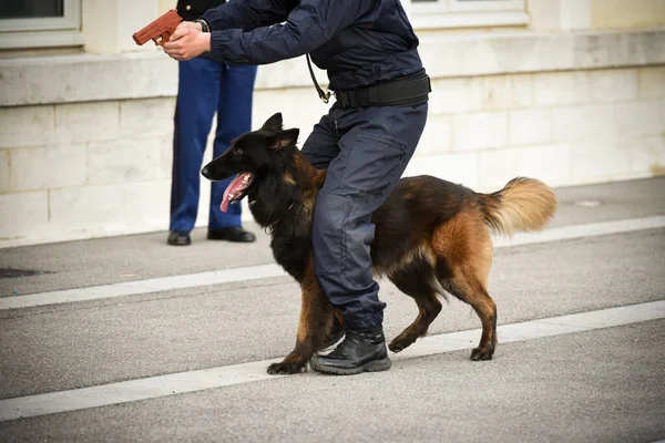 Αστυνομικός Σκύλος Επίδειξη Της Κατάρτισης Τον Εκπαιδευτή Σκυλιών Του — Φωτογραφία Αρχείου