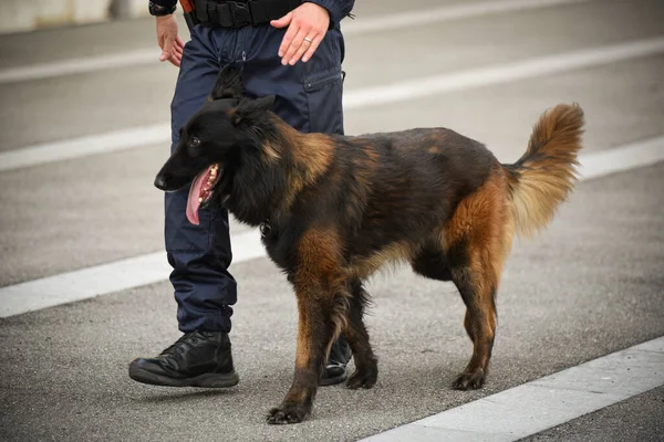 Pies Policjant Demonstracji Szkolenia Swoim Trenerem Psów — Zdjęcie stockowe