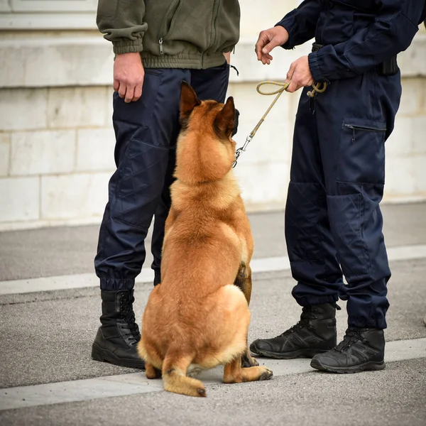 Polis Hund Demonstration Utbildning Med Sin Hund Tränare — Stockfoto