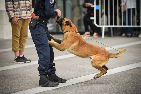 Pies Policjant Demonstracji Szkolenia Swoim Trenerem Psów — Zdjęcie stockowe