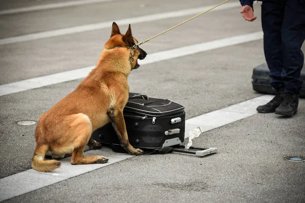 Polizeihund Bei Vorführung Des Trainings Mit Seinem Hundetrainer — Stockfoto