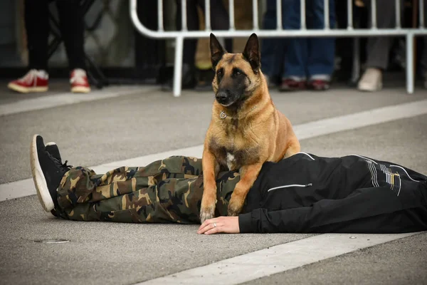 Polizeihund Bei Vorführung Des Trainings Mit Seinem Hundetrainer — Stockfoto