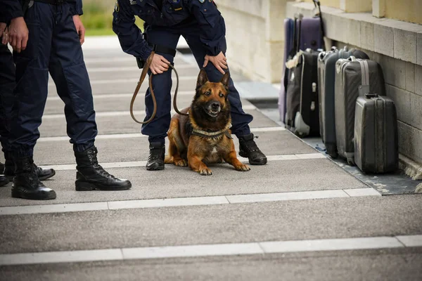 Polizeihund Bei Vorführung Des Trainings Mit Seinem Hundetrainer — Stockfoto