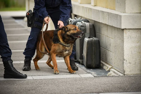 Pies Policjant Demonstracji Szkolenia Swoim Trenerem Psów — Zdjęcie stockowe
