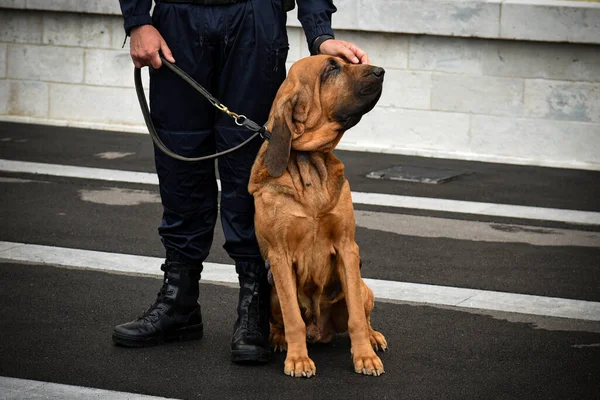 Pies Policjant Demonstracji Szkolenia Swoim Trenerem Psów — Zdjęcie stockowe