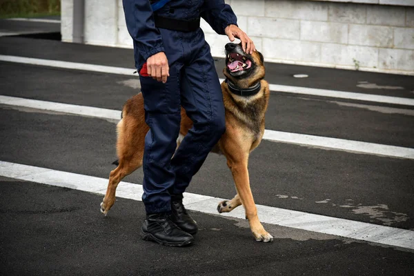 Polizeihund Bei Vorführung Des Trainings Mit Seinem Hundetrainer — Stockfoto