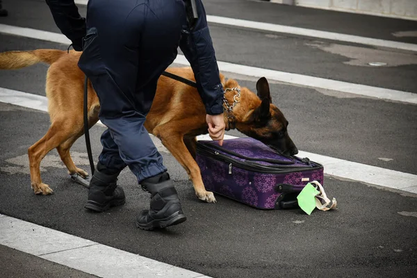 Policial Cão Demonstração Treinamento Com Seu Cão Treinador — Fotografia de Stock