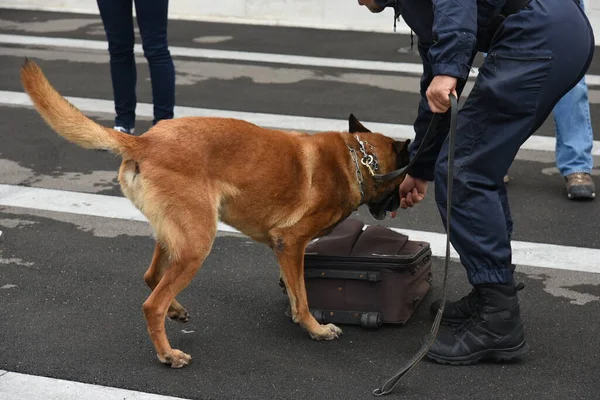 Поліцейський Собака Демонстрації Тренувань Своїм Собакою Тренером — стокове фото