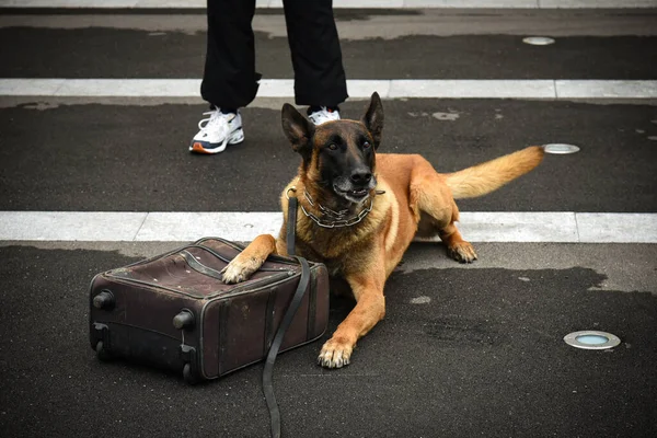 Polizeihund Bei Vorführung Des Trainings Mit Seinem Hundetrainer — Stockfoto