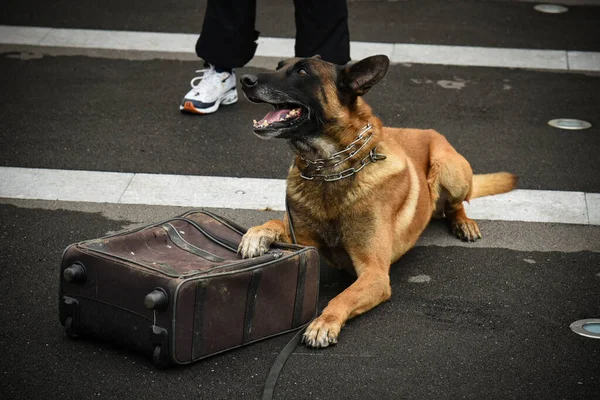 Polis Köpeği Köpek Eğitmeniyle Alıştırma Yapıyor — Stok fotoğraf