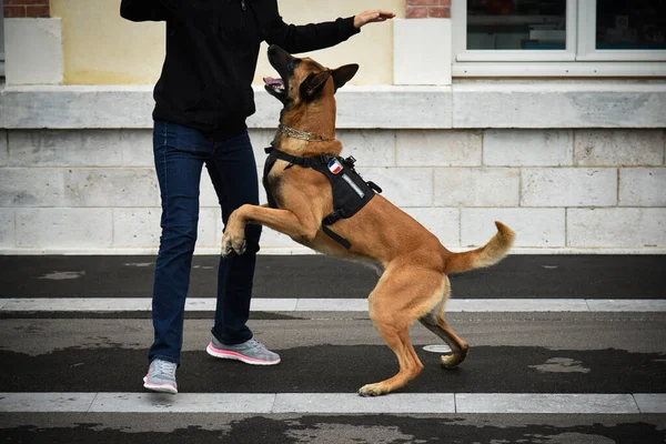 Собака Полицейского Демонстрации Тренировки Своим Собачьим Тренером — стоковое фото