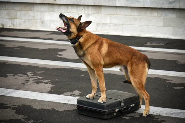 Polizeihund Bei Vorführung Des Trainings Mit Seinem Hundetrainer — Stockfoto