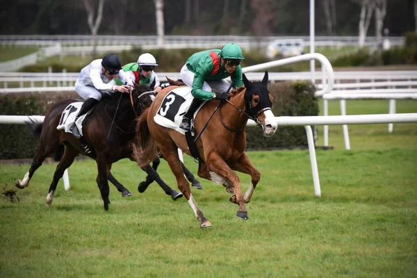 Horse Racing Fontainebleau Racecourse — Stock Photo, Image