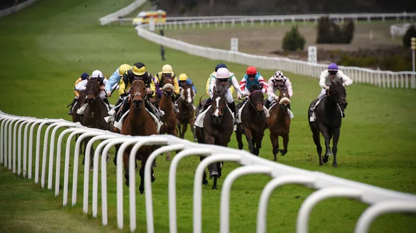 Horse Racing Fontainebleau Racecourse — Stock Photo, Image