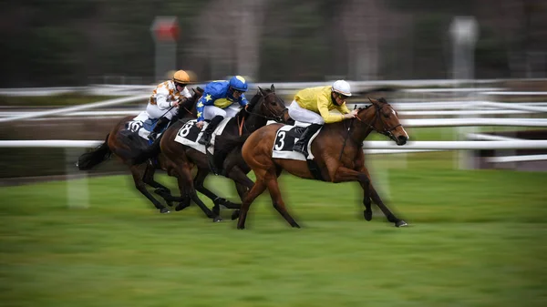 Horse Racing Fontainebleau Racecourse — Stock Photo, Image