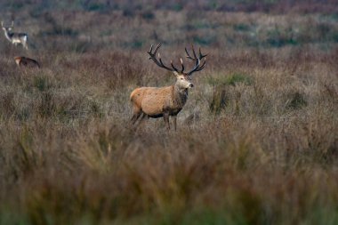 Fontainebleau ormanında geyik