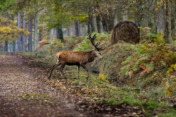 Veados Floresta Fontainebleau — Fotografia de Stock