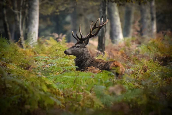 Rehe Wald Von Fontainebleau — Stockfoto