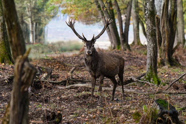 Rehe Wald Von Fontainebleau — Stockfoto