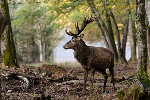 Rehe Wald Von Fontainebleau — Stockfoto