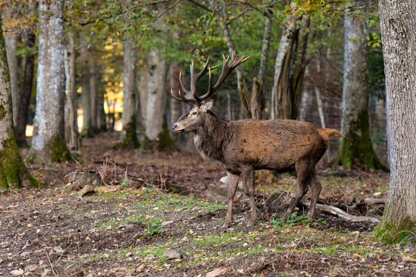 Rehe Wald Von Fontainebleau — Stockfoto