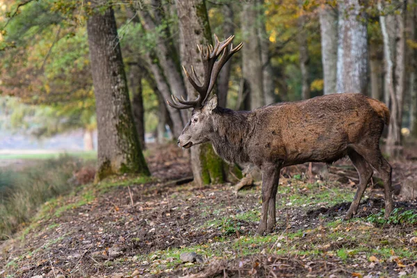 Rehe Wald Von Fontainebleau — Stockfoto