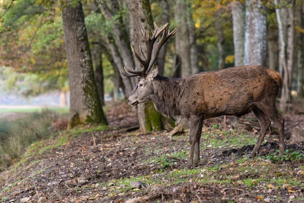 Rehe Wald Von Fontainebleau — Stockfoto