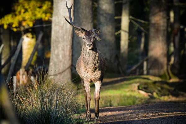 Rehe Wald Von Fontainebleau — Stockfoto