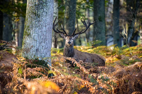 Rehe Wald Von Fontainebleau — Stockfoto