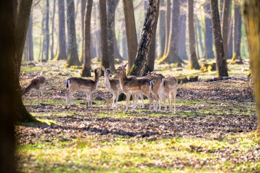 Fontainebleau ormanında geyik