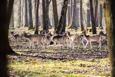 Fontainebleau ormanında geyik