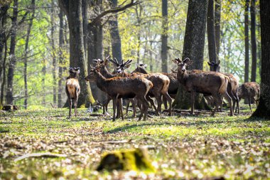 Fontainebleau ormanında geyik