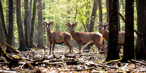 Cerfs Dans Forêt Fontainebleau — Photo
