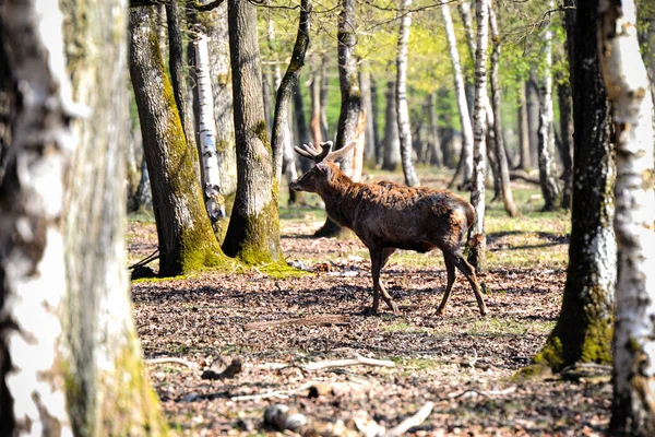 Rehe Wald Von Fontainebleau — Stockfoto